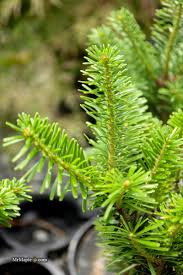 Attēlu rezultāti vaicājumam “Abies alba”