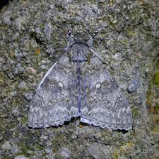 Attēlu rezultāti vaicājumam “Catocala fraxini”