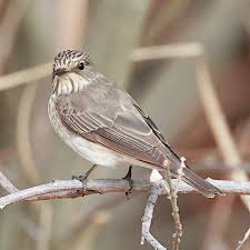 Attēlu rezultāti vaicājumam “Muscicapa striata”
