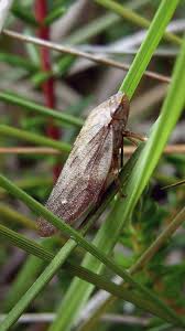 Attēlu rezultāti vaicājumam “Aphrophora salicina”