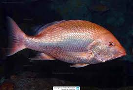 Image result for Lutjanus analis