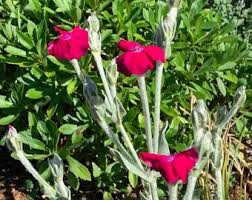 Attēlu rezultāti vaicājumam “Silene x arkwrightii Vesuvius flower”