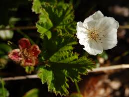 Attēlu rezultāti vaicājumam “Rubus chamaemorus flower”