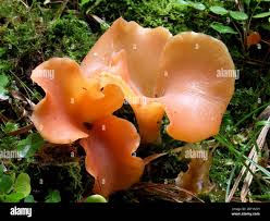 Attēlu rezultāti vaicājumam “Tremiscus helvelloides”