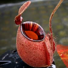 Attēlu rezultāti vaicājumam “Bulbochaete mirabilis”