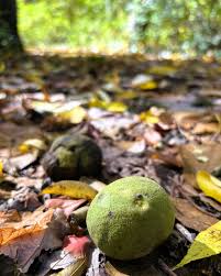 Attēlu rezultāti vaicājumam “Chamaedaphne calyculata fruit”