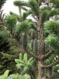 Attēlu rezultāti vaicājumam “Abies balsamea”