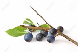 Attēlu rezultāti vaicājumam “Prunus spinosa fruit”