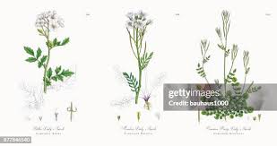 Attēlu rezultāti vaicājumam “Cardamine amara”