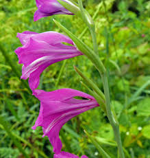 Attēlu rezultāti vaicājumam “Gladiolus imbricatus bud”