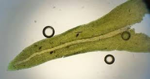 Attēlu rezultāti vaicājumam “Anomodon viticulosus”