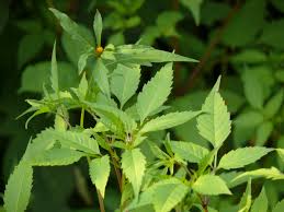 Attēlu rezultāti vaicājumam “Bidens frondosa leaf”