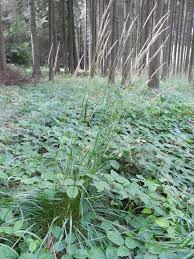 Attēlu rezultāti vaicājumam “Calamagrostis arundinacea leaf”