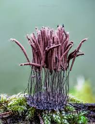 Attēlu rezultāti vaicājumam “Stemonitis axifera stalked”