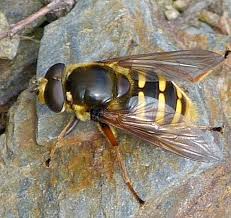 Attēlu rezultāti vaicājumam “Sericomyia silentis”