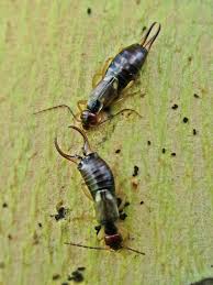 Attēlu rezultāti vaicājumam “Forficula auricularia”