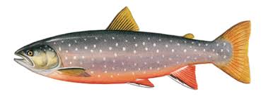 Image result for Salvelinus alpinus