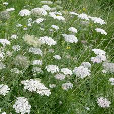 Image result for Daucus carota