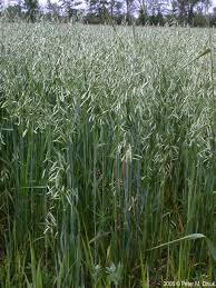 Attēlu rezultāti vaicājumam “Avena sativa fruit”