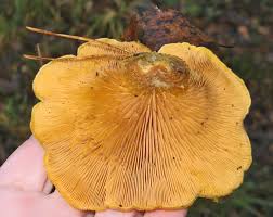 Attēlu rezultāti vaicājumam “Lentinus suavissimus”