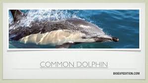 Image result for Delphinus delphis