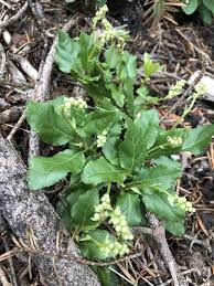 Attēlu rezultāti vaicājumam “Orthilia secunda”