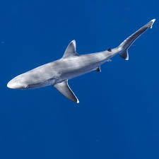 Image result for Carcharhinus albimarginatus