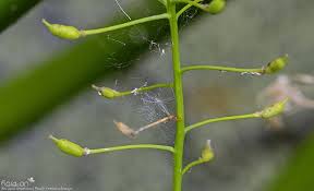 Attēlu rezultāti vaicājumam “Rorippa amphibia fruit”