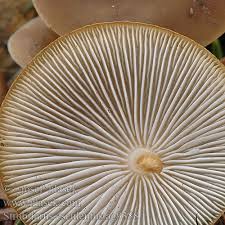 Attēlu rezultāti vaicājumam “Strobilurus esculentus”