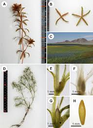 Attēlu rezultāti vaicājumam “Hydrilla verticillata leaf”