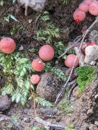 Attēlu rezultāti vaicājumam “Lycogala roseosporum”