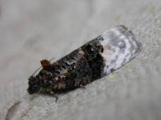 Attēlu rezultāti vaicājumam “Apotomis betuletana”