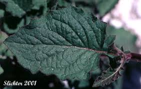 Attēlu rezultāti vaicājumam “Lapsana communis leaf”