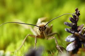 Attēlu rezultāti vaicājumam “Philonotis marchica macro”