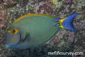 Image result for Acanthurus blochii