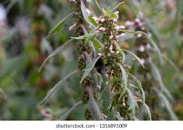 Attēlu rezultāti vaicājumam “Leonurus quinquelobatus flower”