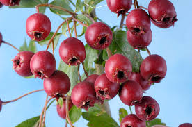 Attēlu rezultāti vaicājumam “Crataegus monogyna fruit”