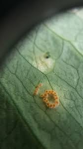 Attēlu rezultāti vaicājumam “Puccinia sessilis”