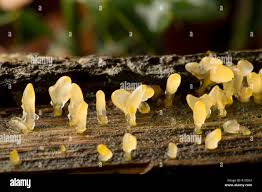 Attēlu rezultāti vaicājumam “Calocera pallidospathulata”