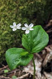 Attēlu rezultāti vaicājumam “Claytonia sibirica flower”