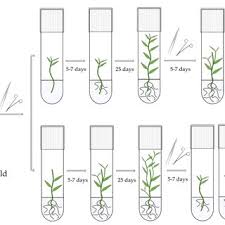 Attēlu rezultāti vaicājumam “Populus x berolinensis”