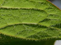 Attēlu rezultāti vaicājumam “Reynoutria sachalinensis leaf”