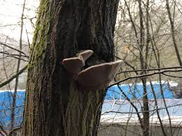 Attēlu rezultāti vaicājumam “Phellinus alni”