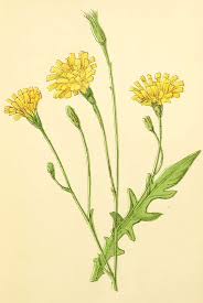 Attēlu rezultāti vaicājumam “Leontodon autumnalis”