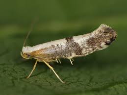 Attēlu rezultāti vaicājumam “Argyresthia spinosella”