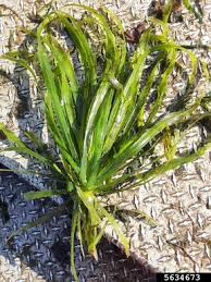 Attēlu rezultāti vaicājumam “Stratiotes aloides”