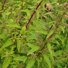 Attēlu rezultāti vaicājumam “Chenopodium polyspermum var. acutifolium flower”