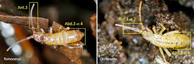 Attēlu rezultāti vaicājumam “Heteromurus nitidus”