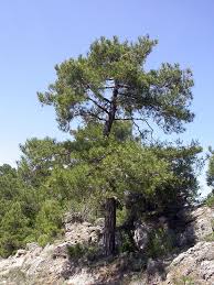Attēlu rezultāti vaicājumam “Pinus nigra”