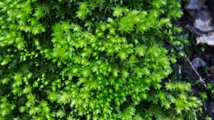 Attēlu rezultāti vaicājumam “Mnium hornum sporophyte”